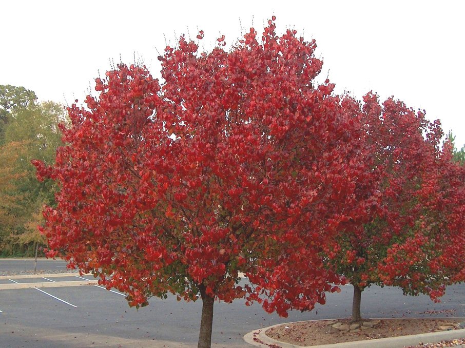 time plant autumn blaze . time plant autumn blaze .